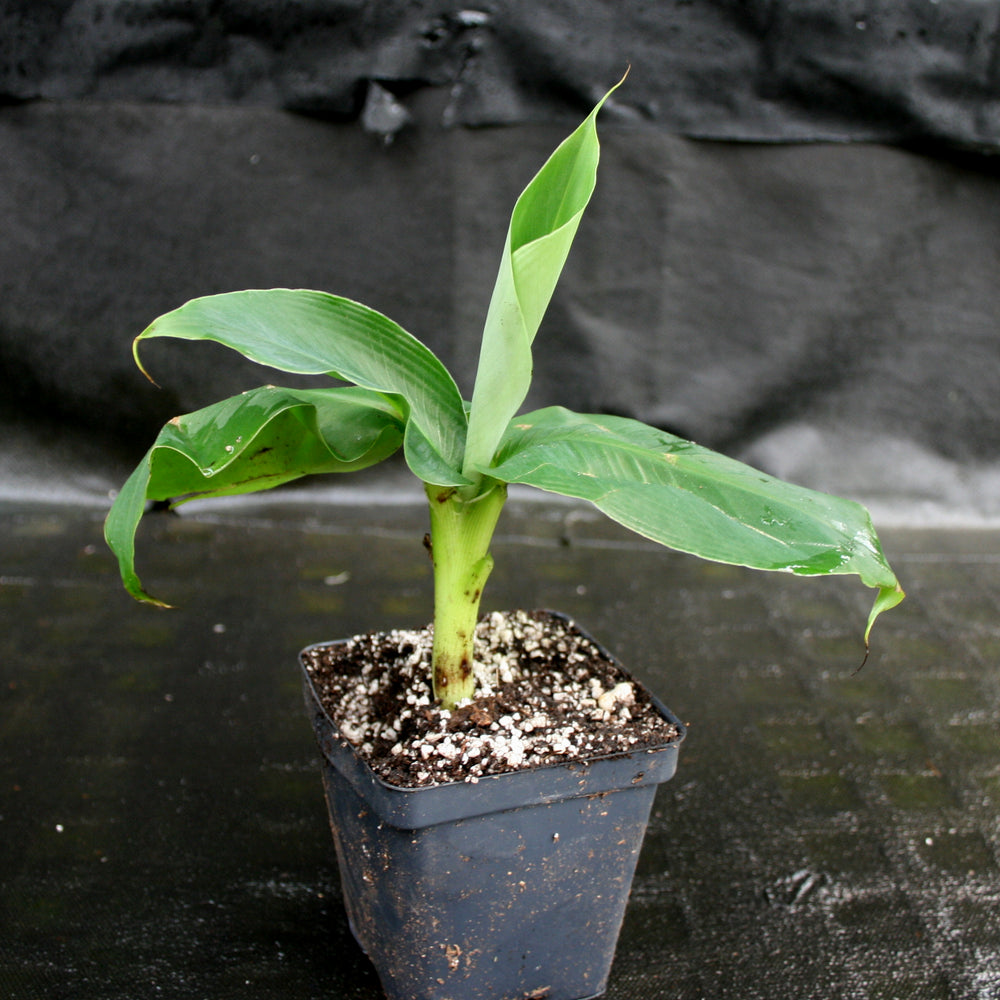 
                      
                        Musa 'Truly Tiny' Banana Tree
                      
                    