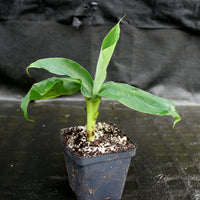 Musa 'Truly Tiny' Banana Tree