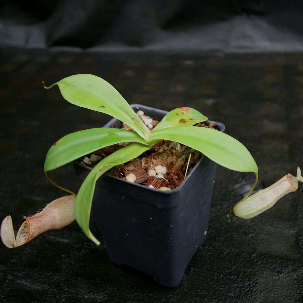 
                      
                        Nepenthes northiana
                      
                    