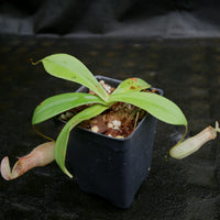 Nepenthes northiana