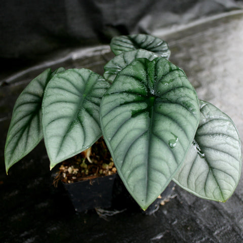 Alocasia nebula close-up of large green leaves with prominent veining.