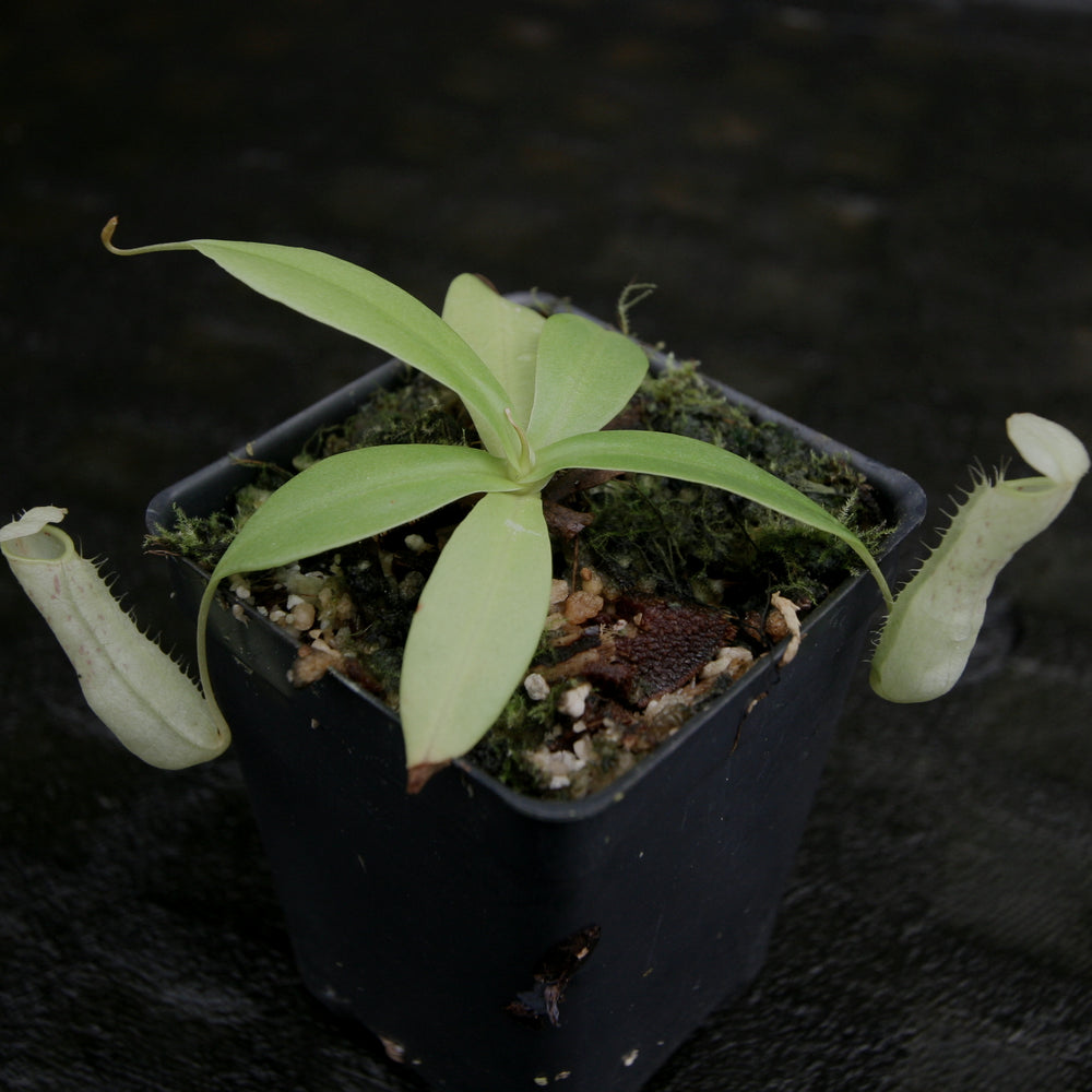 
                      
                        Nepenthes northiana
                      
                    