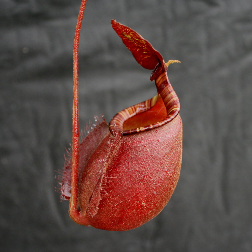 
                      
                        Nepenthes bicalcarata x ampullaria 'Black Miracle', CAR-0214
                      
                    