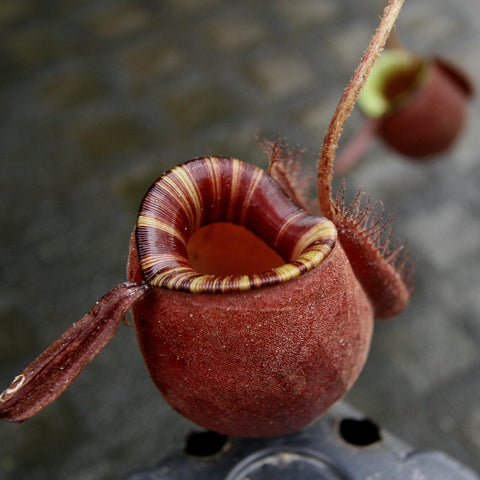 Close-up of Nepenthes ampullaria Black Miracle pitcher with deep red body and yellow striped rim, with a coiling tendril.