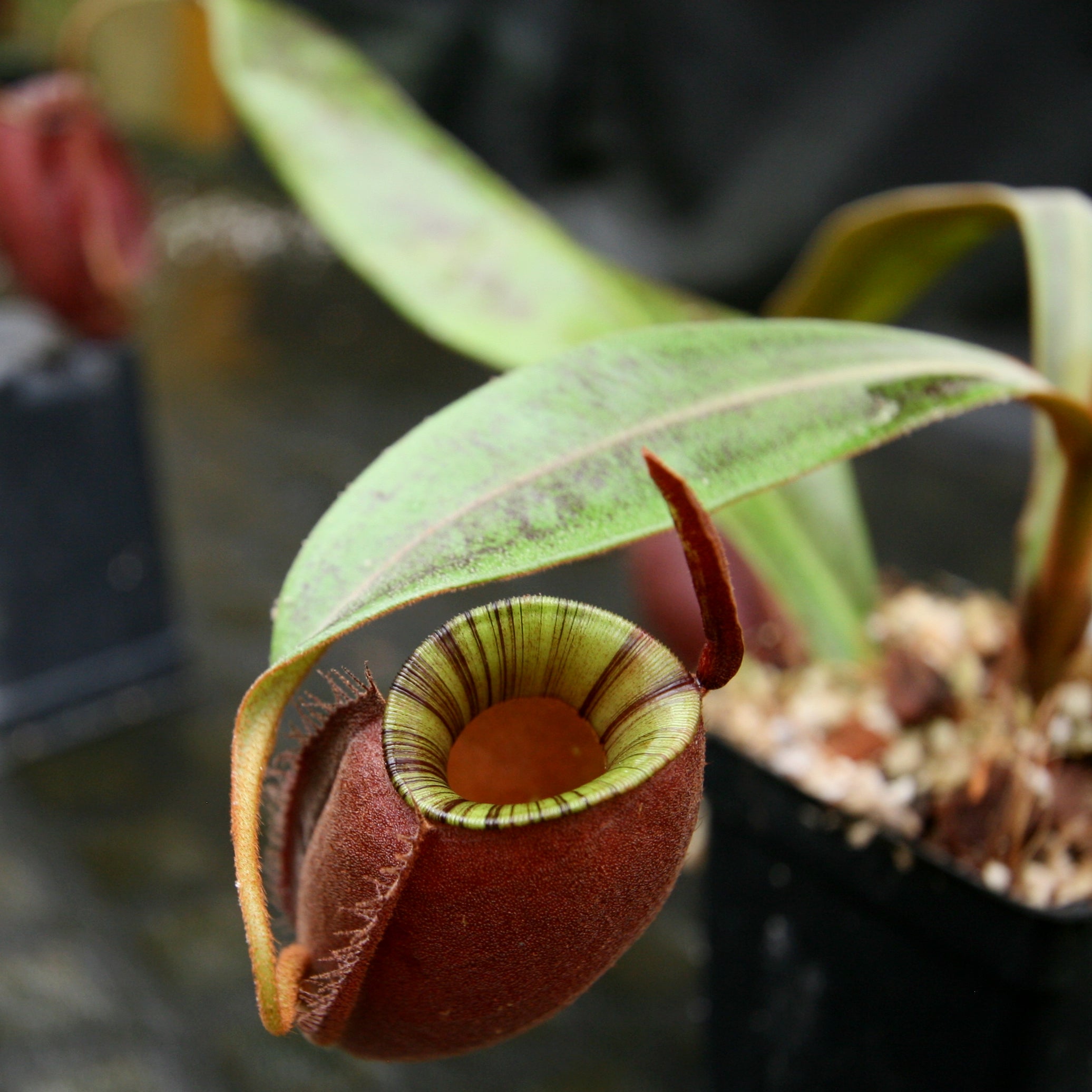 Nepenthes ampullaria 'Black Miracle' – Carnivero
