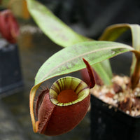 Nepenthes ampullaria 'Black Miracle'
