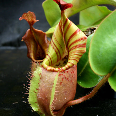 Nepenthes veitchii Bareo BE-4033 pitcher plant with striped inner peristome and a pinkish pitcher in a pot