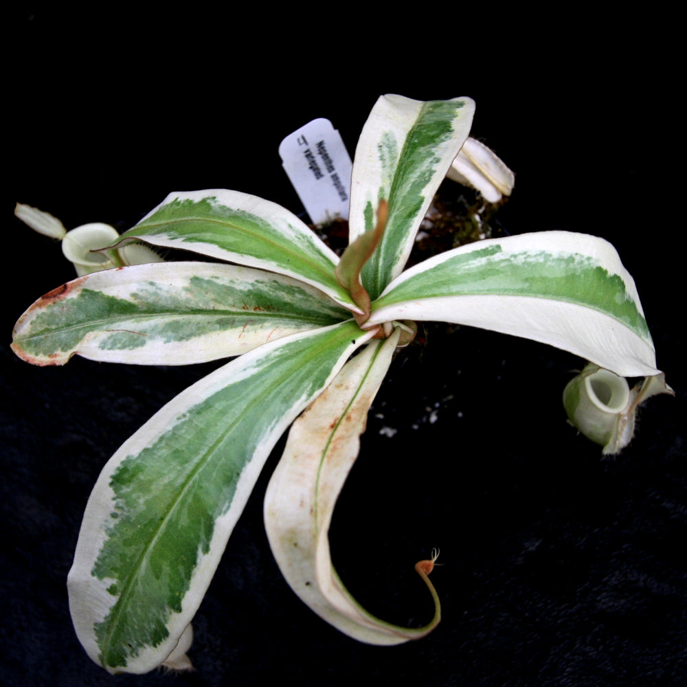 
                      
                        Nepenthes ampullaria variegated
                      
                    