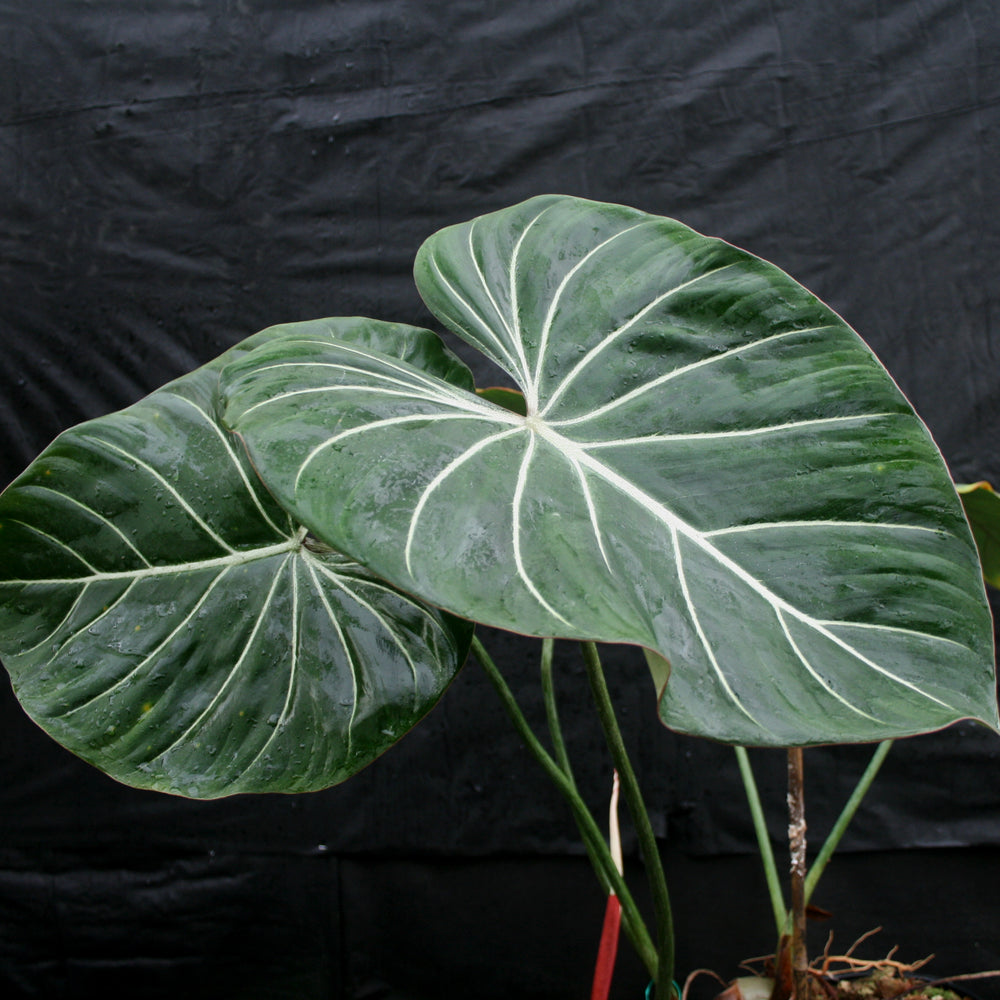 
                      
                        Philodendron gloriosum
                      
                    