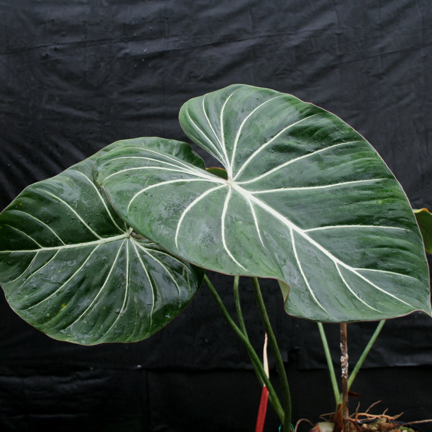 philodendron gloriosum groß Philodendron gloriosum – Carnivero