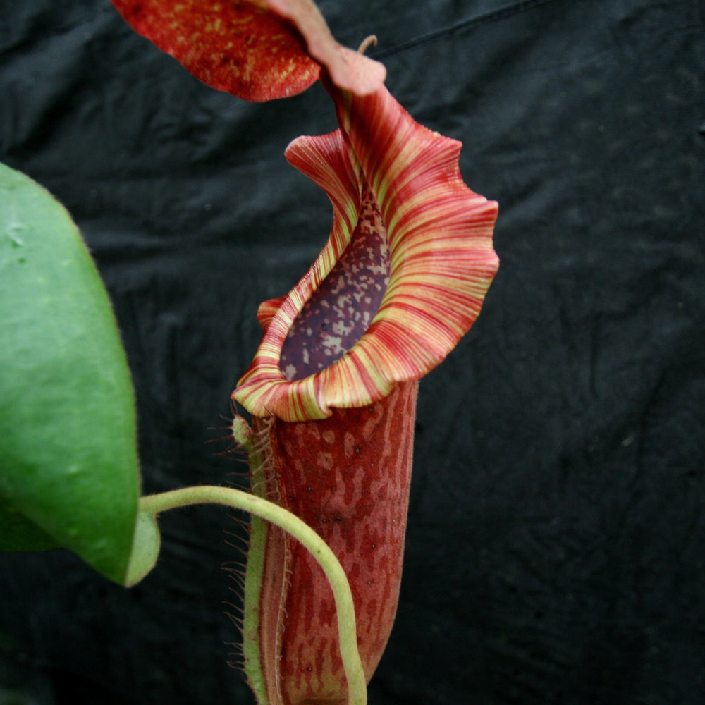
                      
                        Nepenthes [(lowii x veitchii) x boschiana)] "Red Ruffled" x {boschiana x [truncata x (northiana x veitchii)]}, CAR-0162
                      
                    