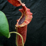 Nepenthes [(lowii x veitchii) x boschiana)] "Red Ruffled" x {boschiana x [truncata x (northiana x veitchii)]}, CAR-0162