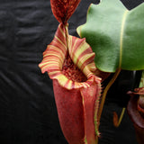 Nepenthes [(lowii x veitchii) x boschiana)] "Red Ruffled" x veitchii "Orange Fade", CAR-0153