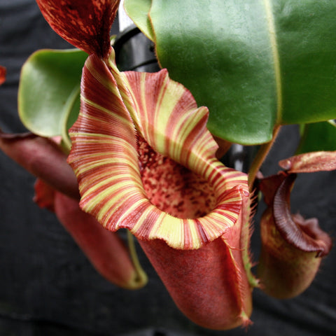 Striking Nepenthes pitcher with red tubular body and pale yellow striped rim against dark background