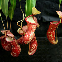 Nepenthes 'Gaya'