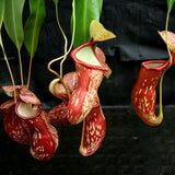 Nepenthes 'Gaya'