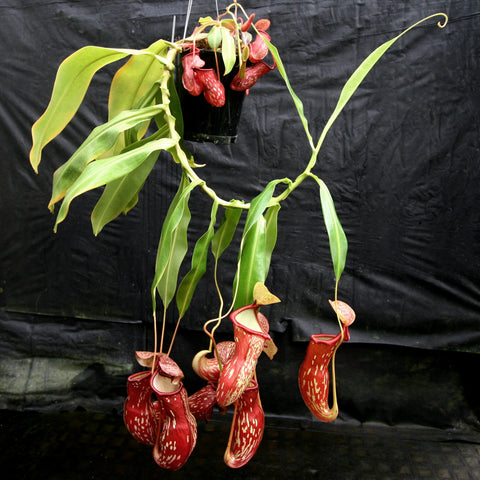 Nepenthes Gaya plant with long green leaves and hanging red pitcher traps.