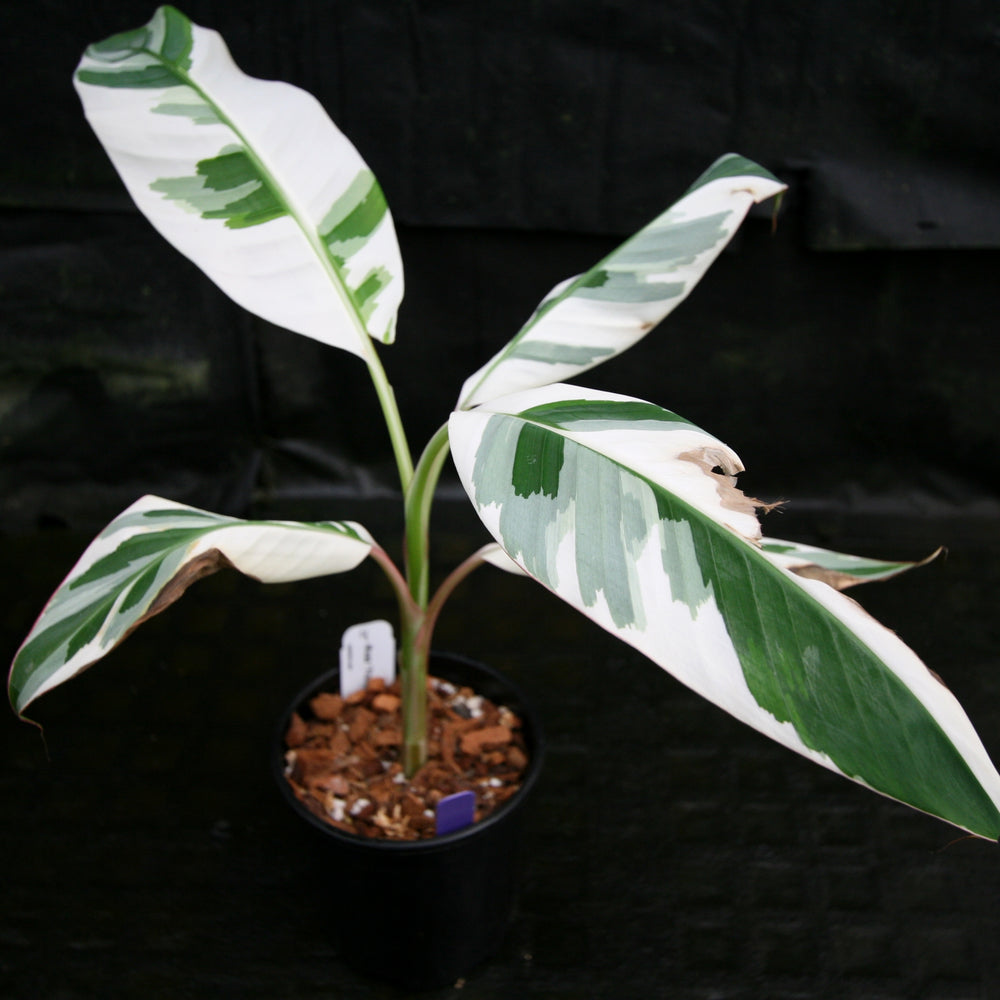 
                      
                        Musa "Florida Variegated"
                      
                    