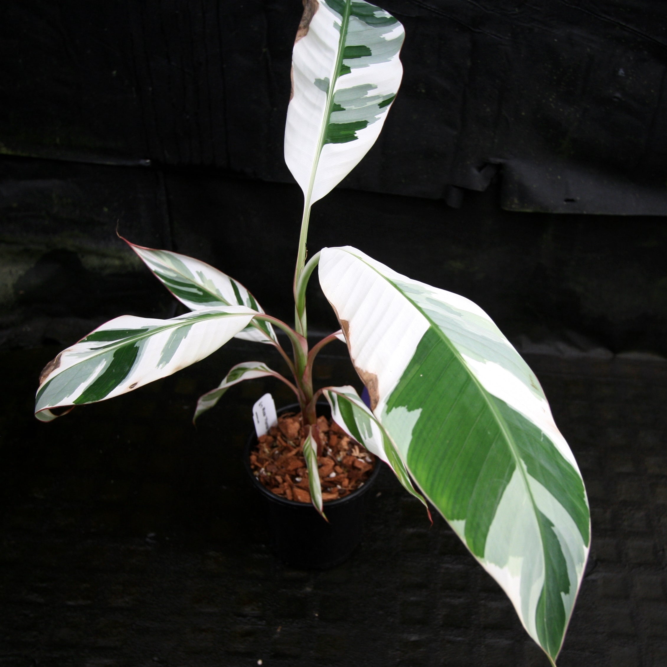 Musa 