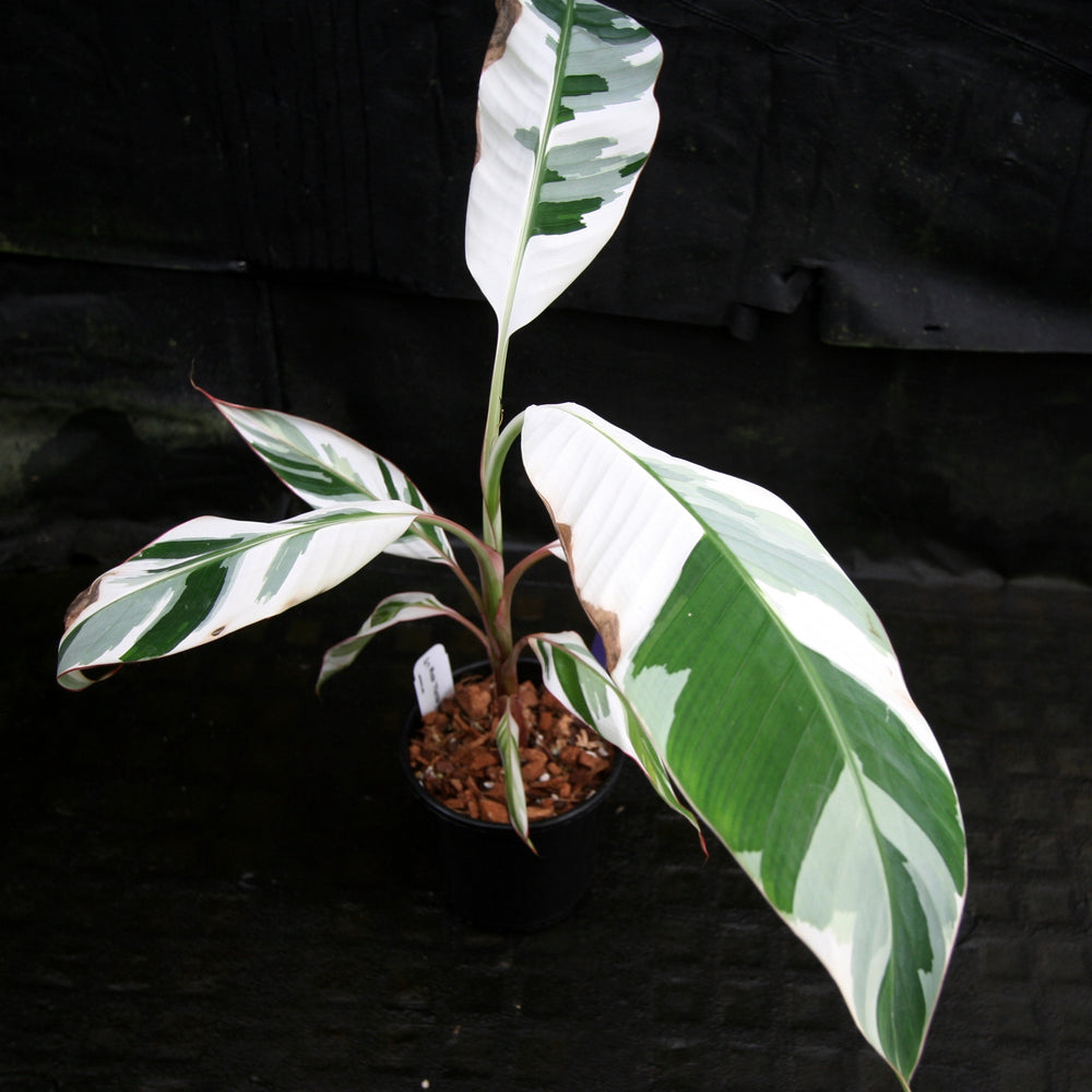 
                      
                        Musa "Florida Variegated"
                      
                    