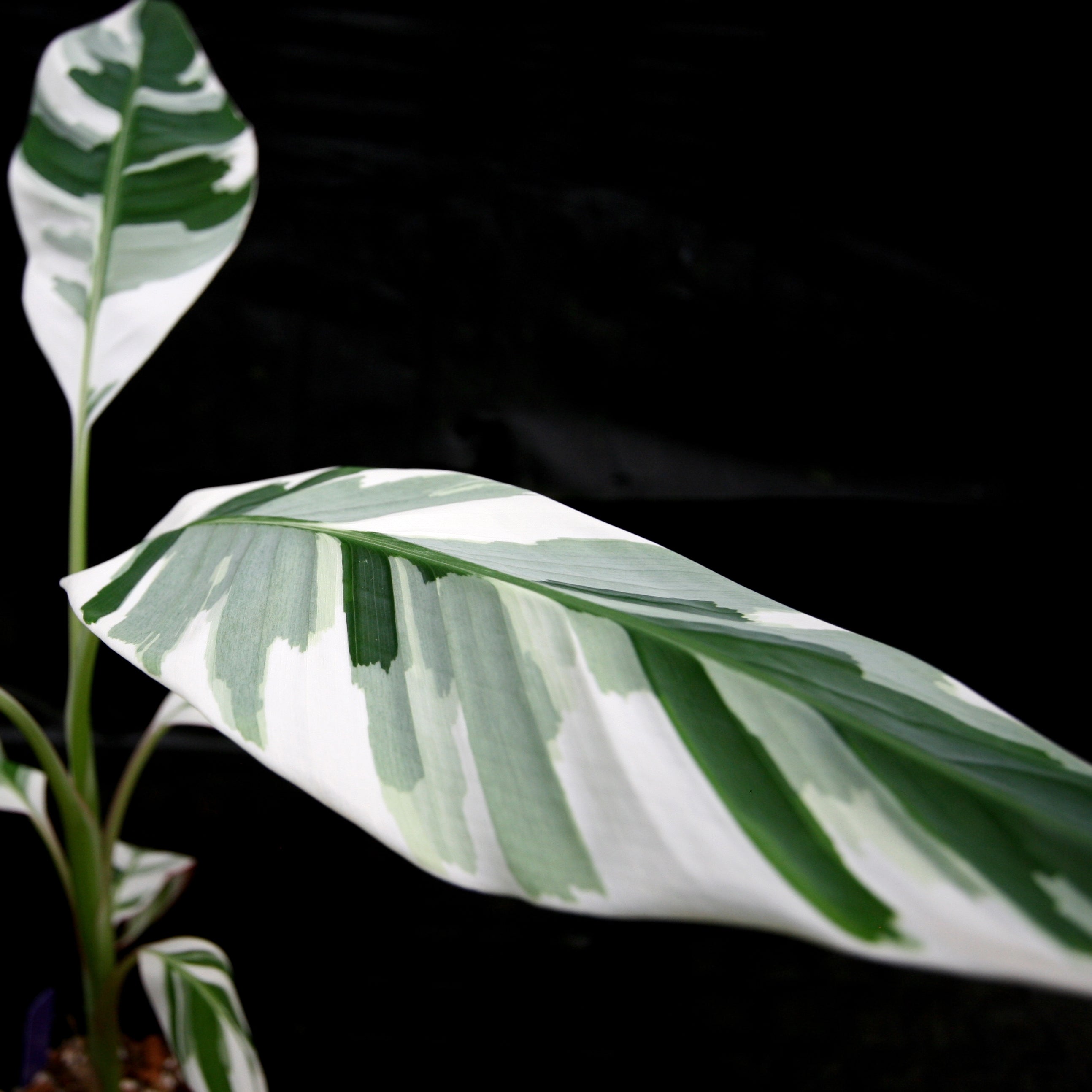 その他観葉植物 Musa Florida variegated Musa Florida Variegata - Variegated Banana Plant - Rare Plant