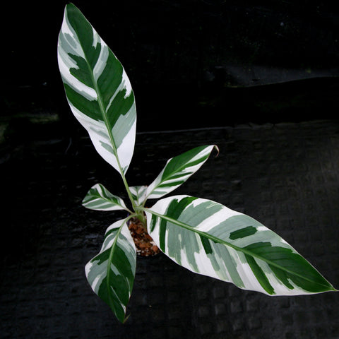 Musa Florida Variegated banana plant with broad leaves variegated in white and green.