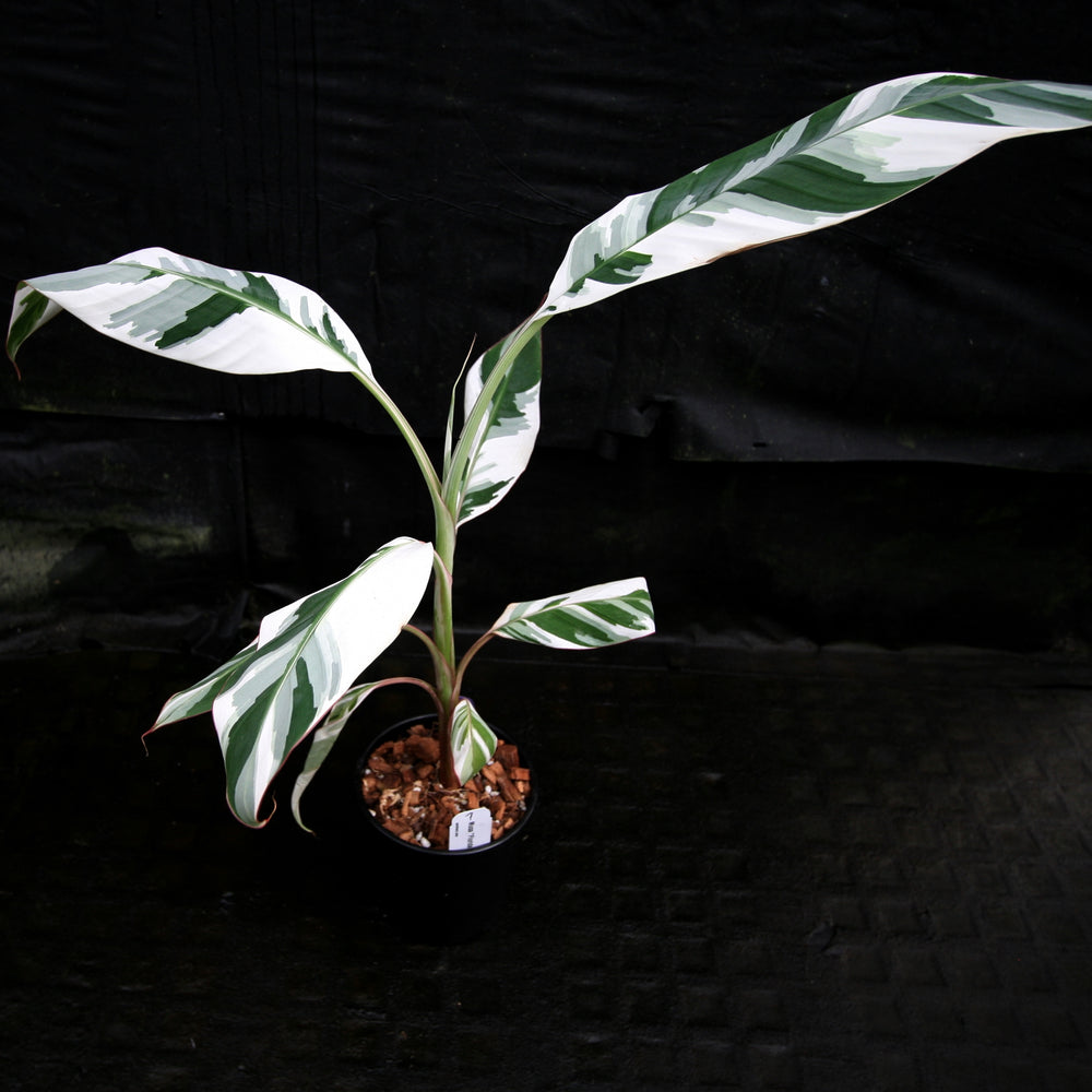 
                      
                        Musa "Florida Variegated"
                      
                    