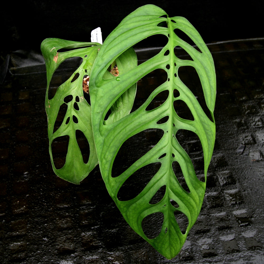
                      
                        Monstera esqueleto
                      
                    