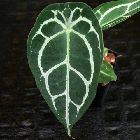 Leaf of Anthurium crystallinum Dark x forgetii Silver with dark green surface and bold white venation
