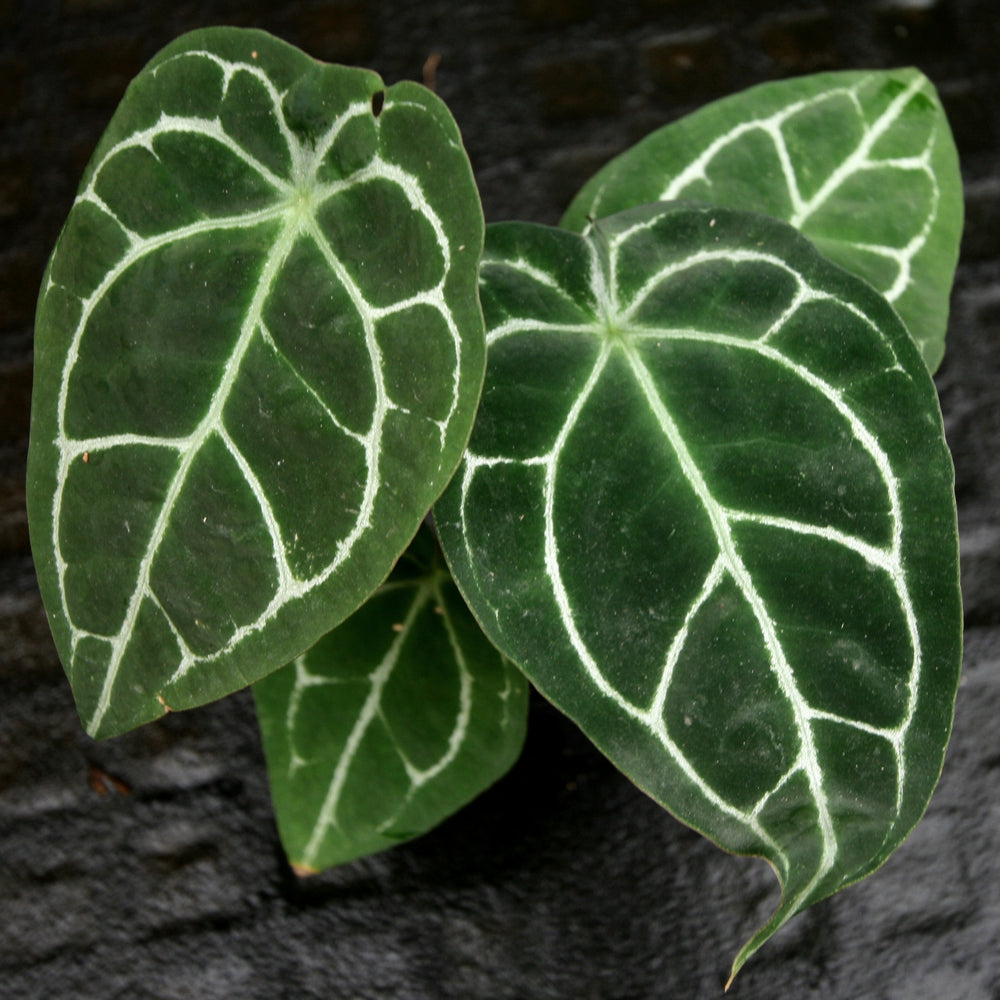 
                      
                        Anthurium crystallinum 'Dark' x forgetii Silver, CAR-0238
                      
                    