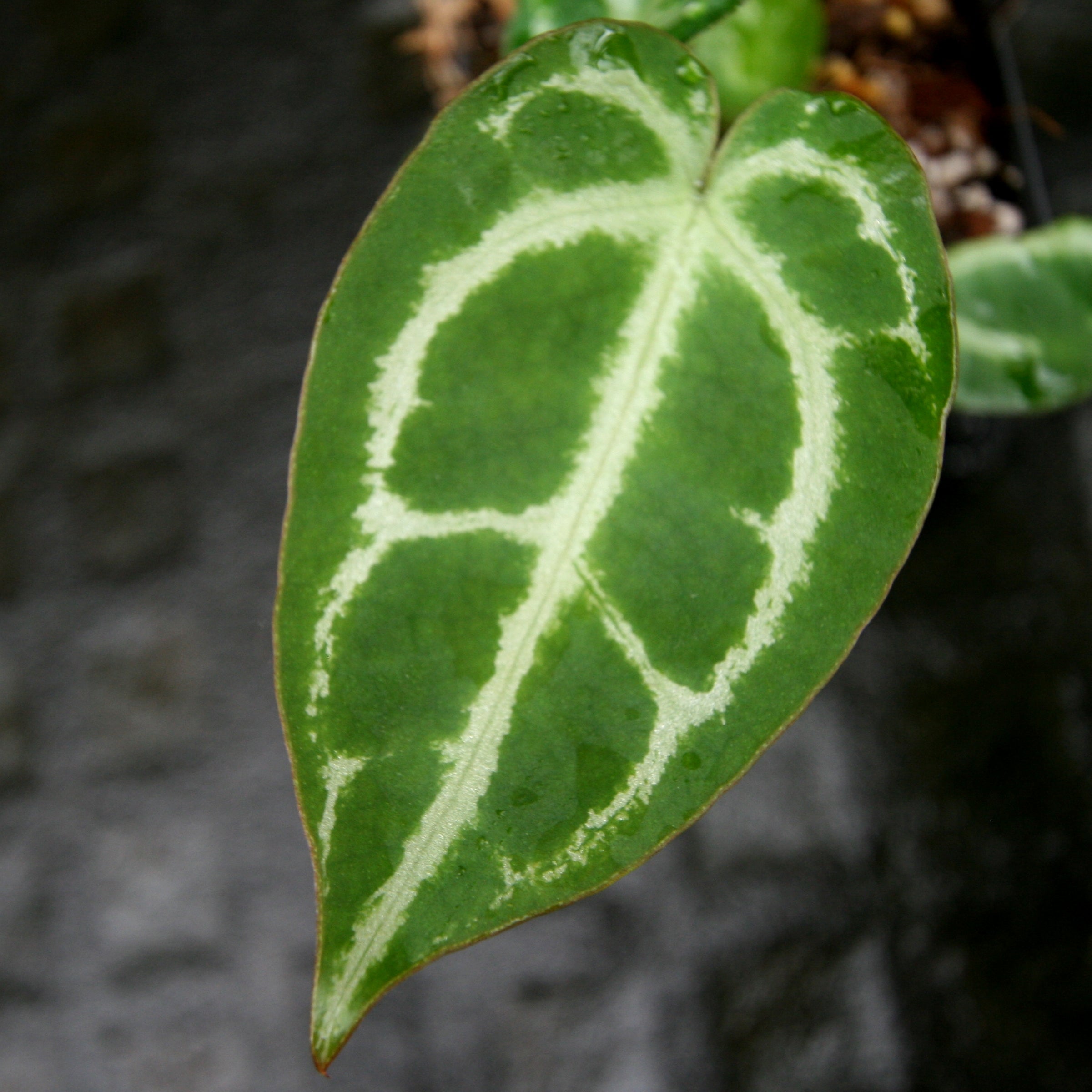 その他観葉植物 Anthurium crystalinum x Signatam Anthurium crystallinum 