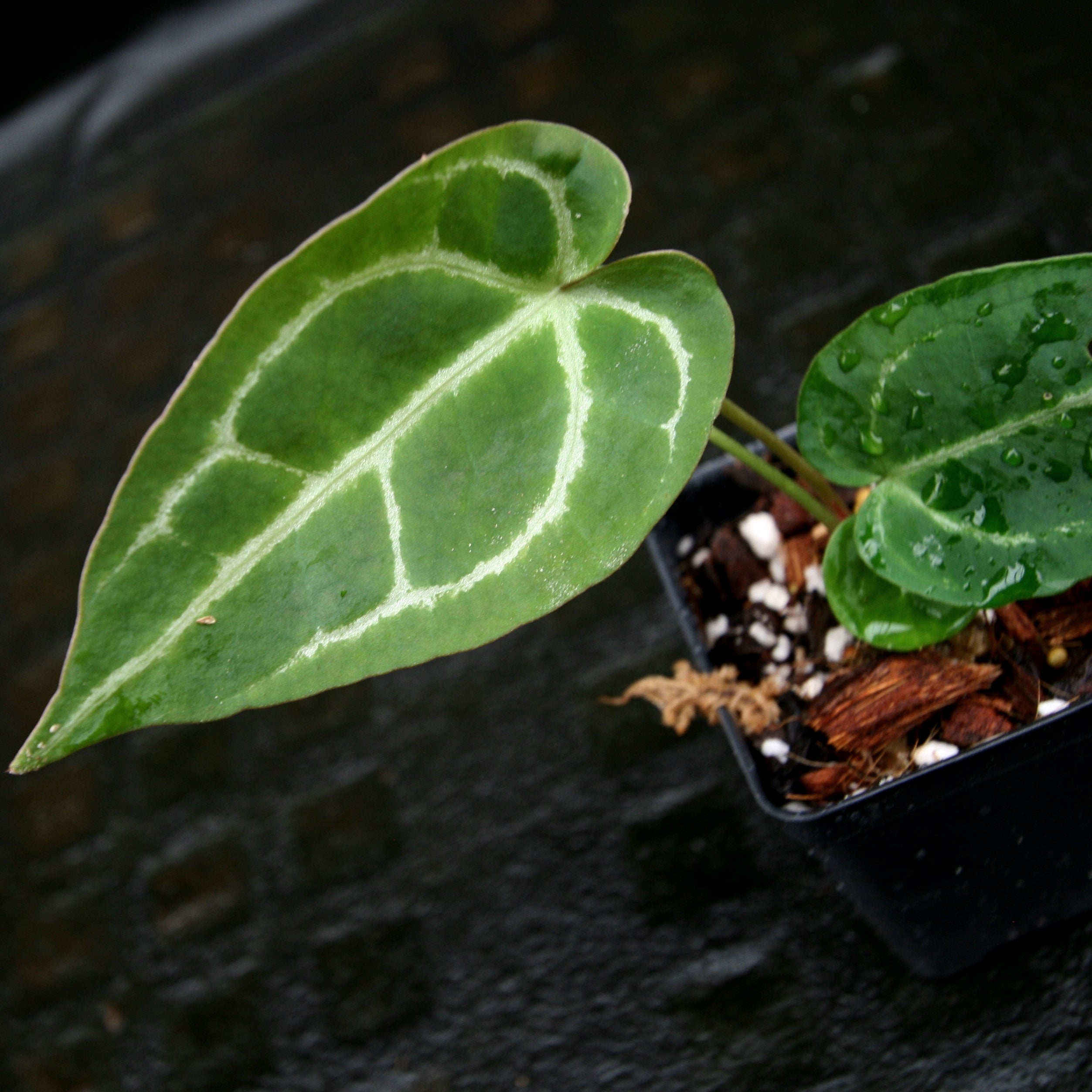 Anthurium crystallinum 