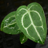 Anthurium crystallinum "Dark" x (crystallinum x magnificum) 'Thai Red', CAR-0237