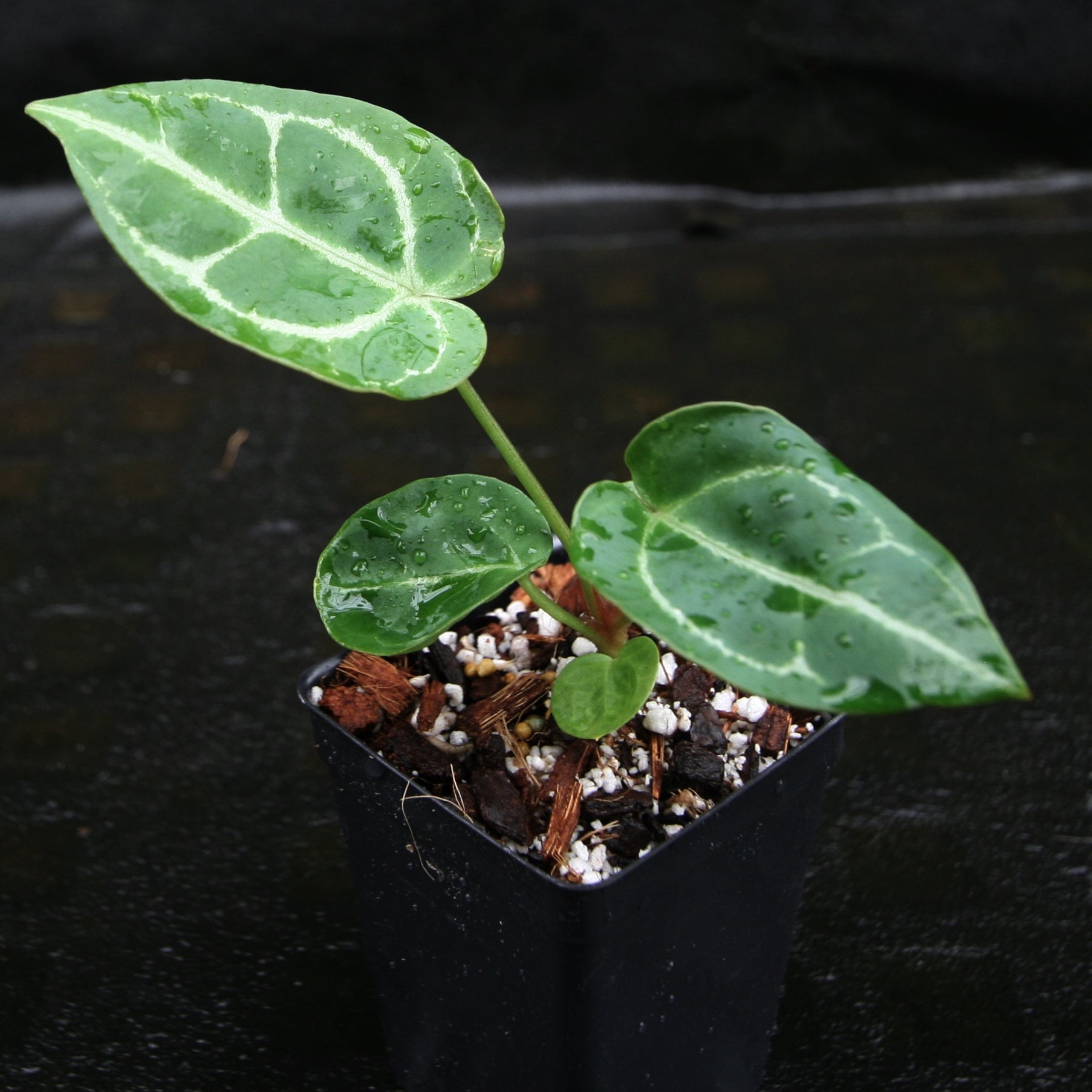 Anthurium crystallinum 