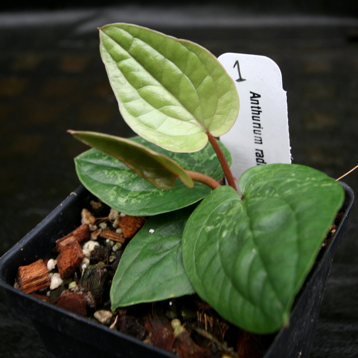 anthurium radicans care Anthurium radicans