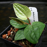 Anthurium radicans