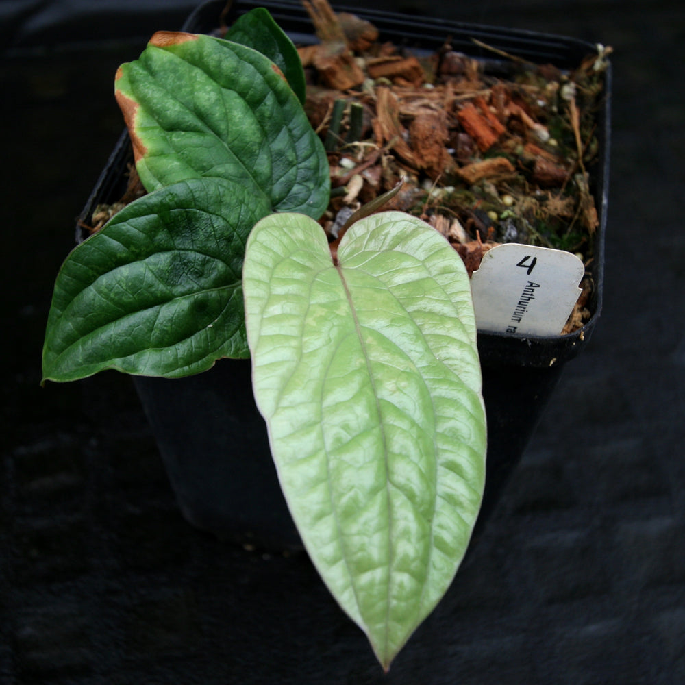 
                      
                        Anthurium radicans - Exact Plant 12/29/23
                      
                    