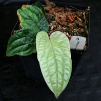 Anthurium radicans