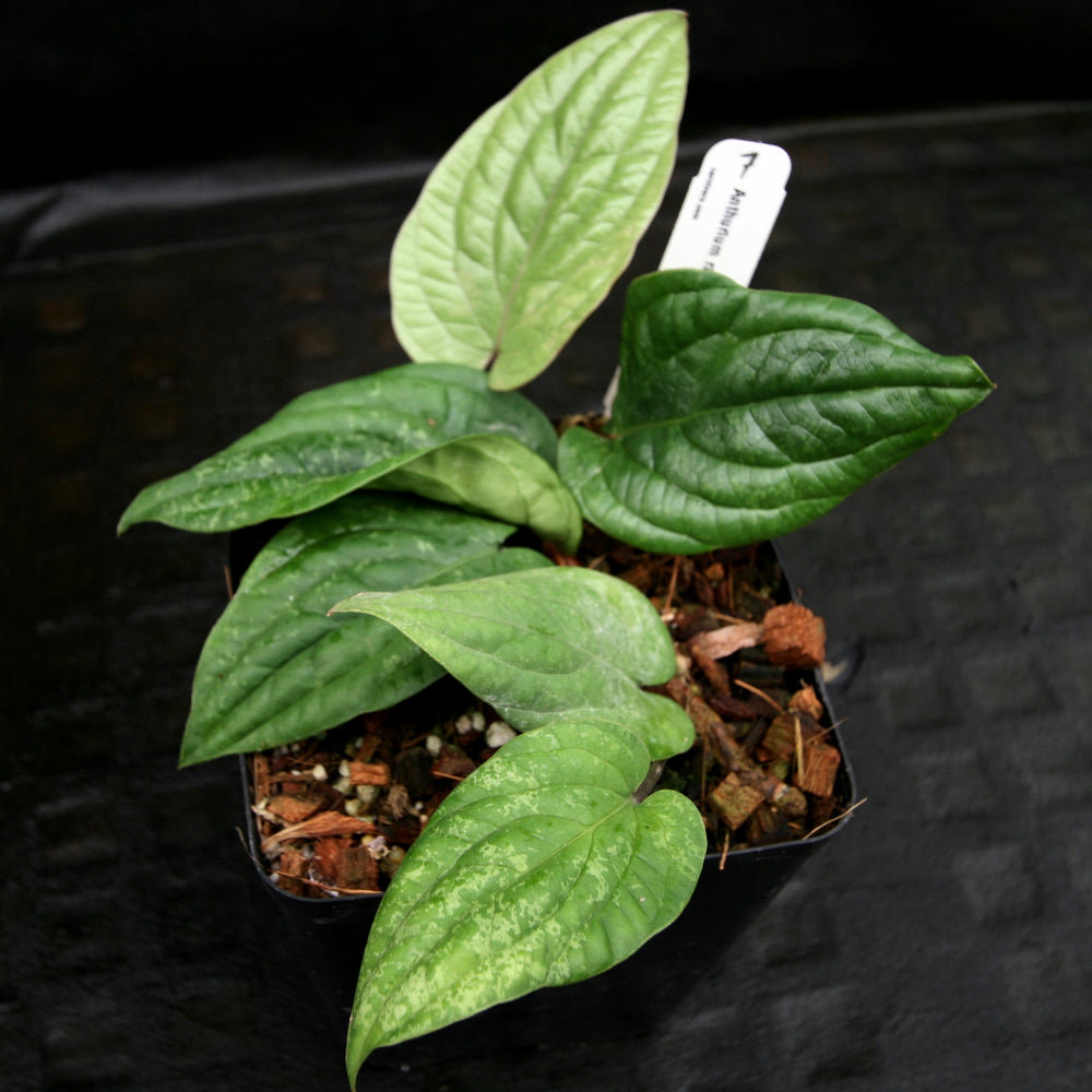 
                      
                        Anthurium radicans - Exact Plant 12/29/23
                      
                    