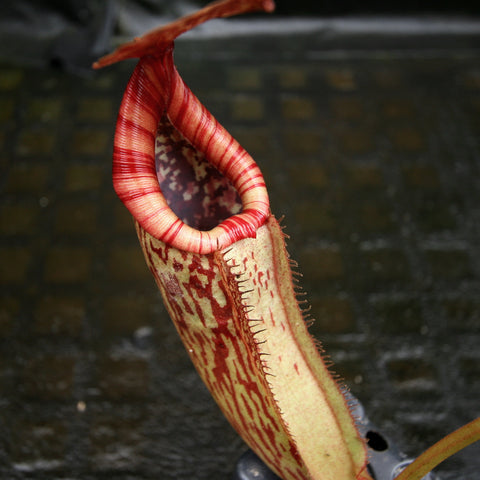 Nepenthes pitcher plant with vivid red striped peristome and speckled inner pitcher