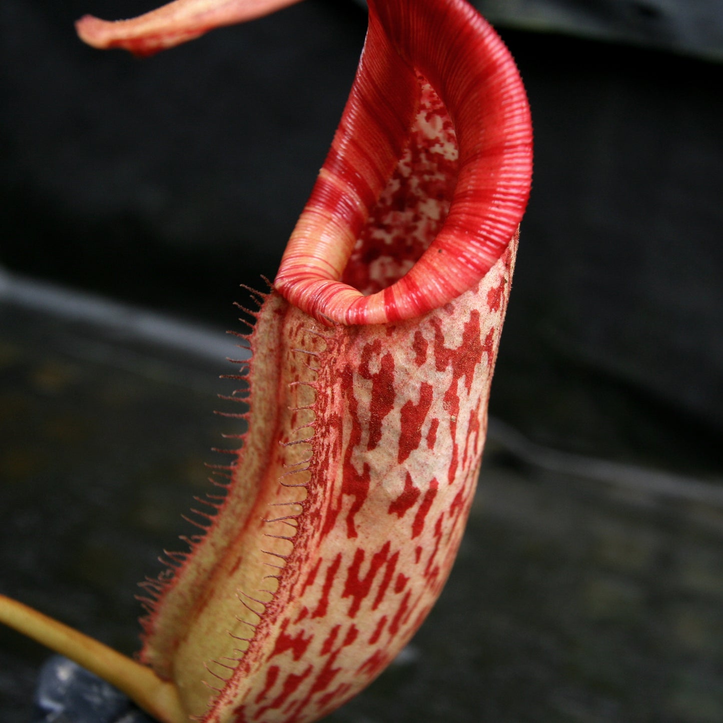 Nepenthes (Rokko x boschiana) x [sumatrana x (lowii x veitchii)], CAR-0239