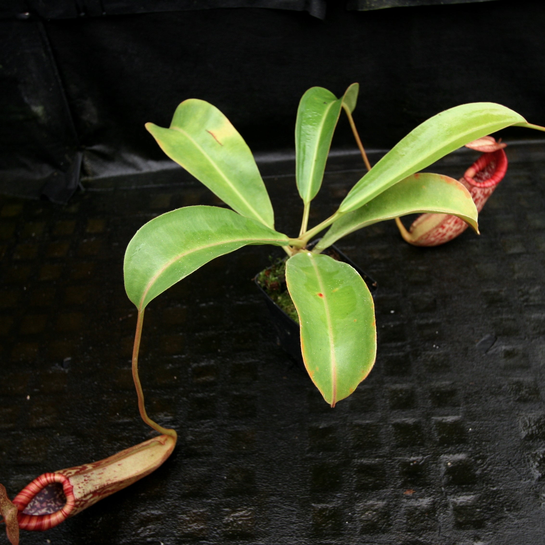 Nepenthes (Rokko x boschiana) x [sumatrana x (lowii x veitchii