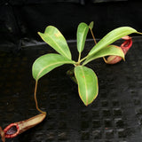 Nepenthes (Rokko x boschiana) x [sumatrana x (lowii x veitchii)], CAR-0239