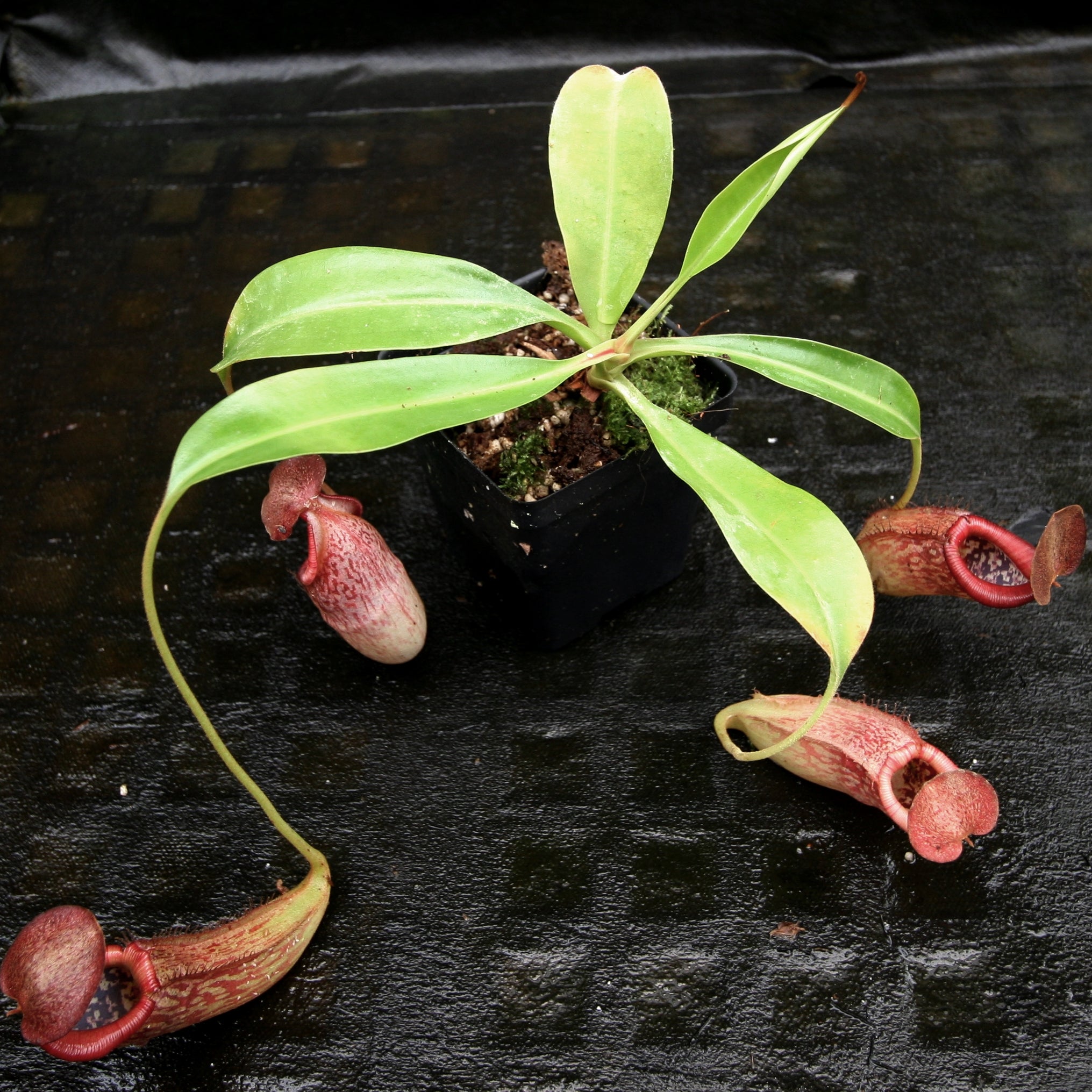 Nepenthes (Rokko x boschiana) x [sumatrana x (lowii x veitchii