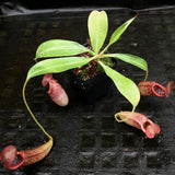 Nepenthes (Rokko x boschiana) x [sumatrana x (lowii x veitchii)], CAR-0239