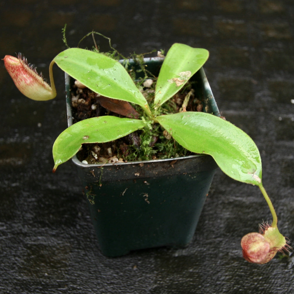 
                      
                        Nepenthes (Rokko x boschiana) x [sumatrana x (lowii x veitchii)], CAR-0239
                      
                    