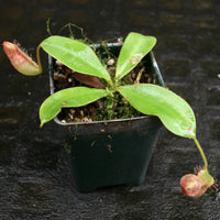 Nepenthes (Rokko x boschiana) x [sumatrana x (lowii x veitchii)], CAR-0239