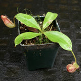 Nepenthes (Rokko x boschiana) x [sumatrana x (lowii x veitchii)], CAR-0239