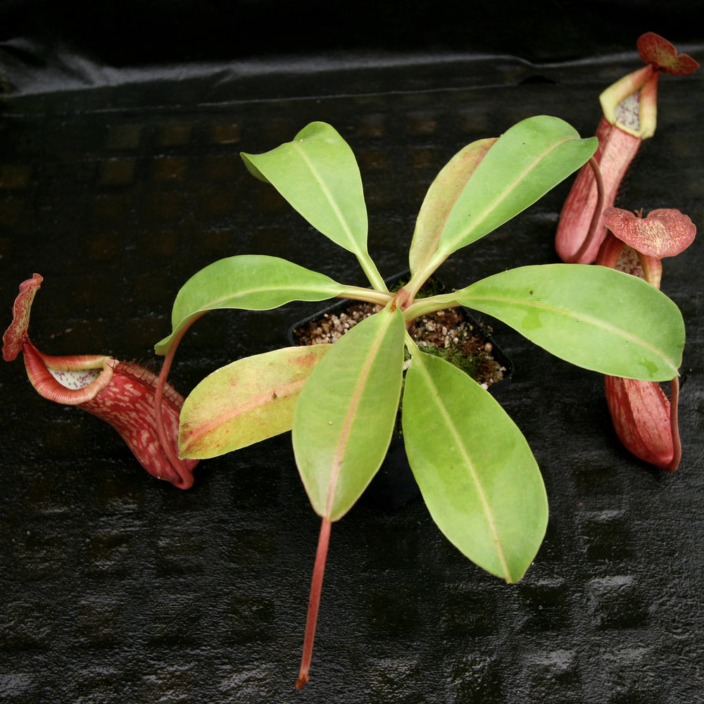 
                      
                        Nepenthes (Rokko x boschiana) x {boschiana x [truncata x (northiana x veitchii)]}, CAR-0187, pitcher plant, carnivorous plant, collectors plant, large pitchers, rare plants
                      
                    