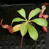 Nepenthes (Rokko x boschiana) x {boschiana x [truncata x (northiana x veitchii)]}, CAR-0187